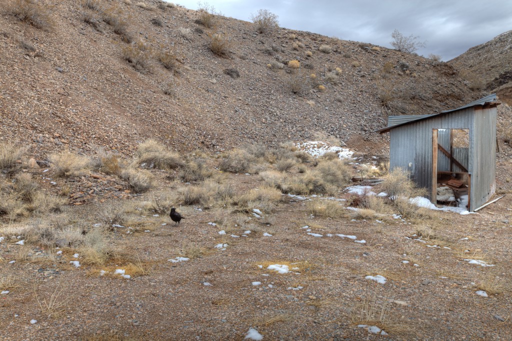 Crow Next to a Shack at Tucki Mine in Death Valley