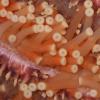 Starfish tentacles