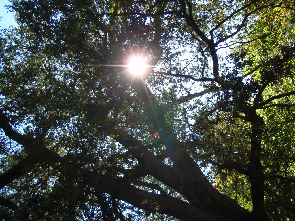 Sun Through a Tree