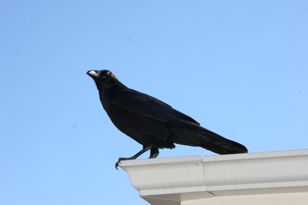 avalonian crow