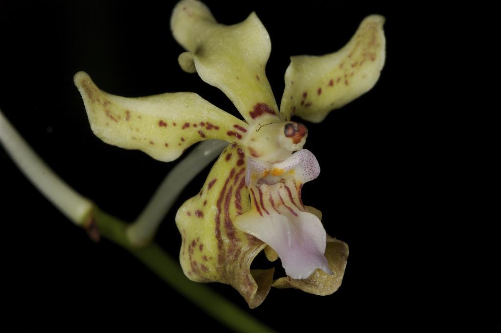 orchid or mammal?