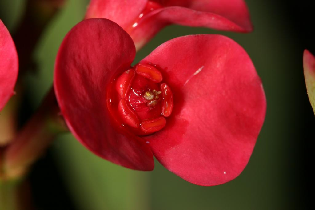 red wet flower